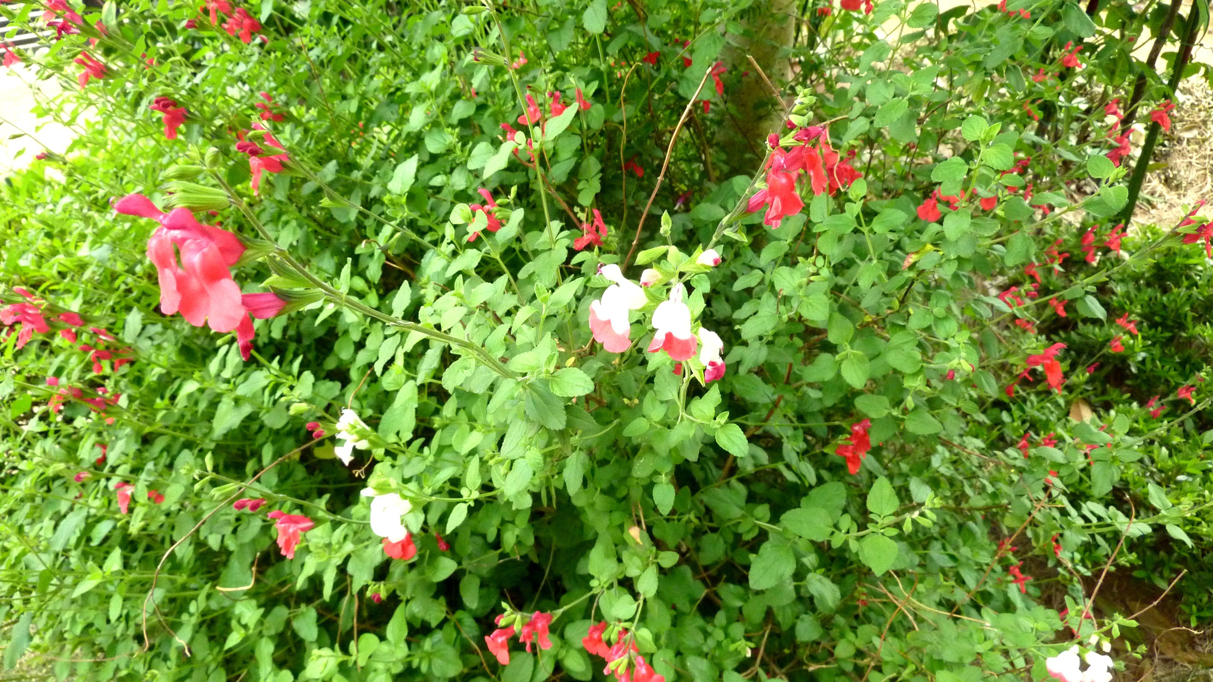 新緑がまばゆい季節 庭の花も輝いています 活き活きpc 園芸三昧 楽天ブログ