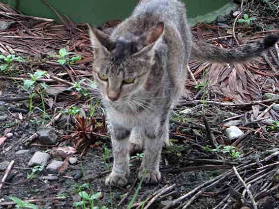 我が家のニャンコ♪2015/8/21-3