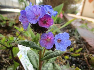 IMG_9565ss.jpg