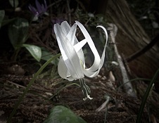 20160402白いカタクリの花.jpg