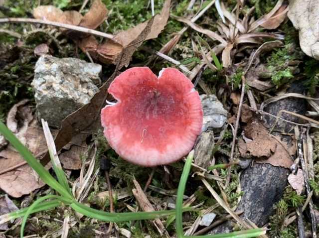 ムラサキヤマドリタケとヤマドリタケモドキの季節到来🍄 | papuchi home - 楽天ブログ