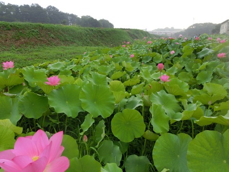 赤堀蓮園
