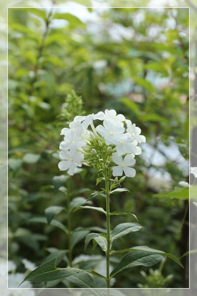 人生七味唐辛子 花のあるくらし 楽天ブログ