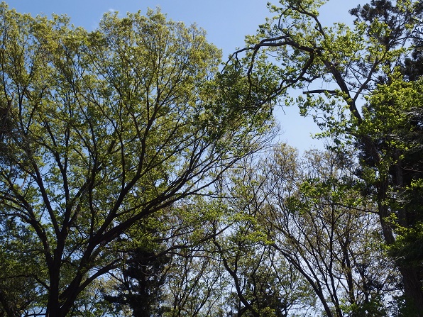 2016_0417_122417-P4172006-15.jpg