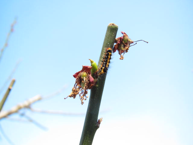 梅についた毛虫
