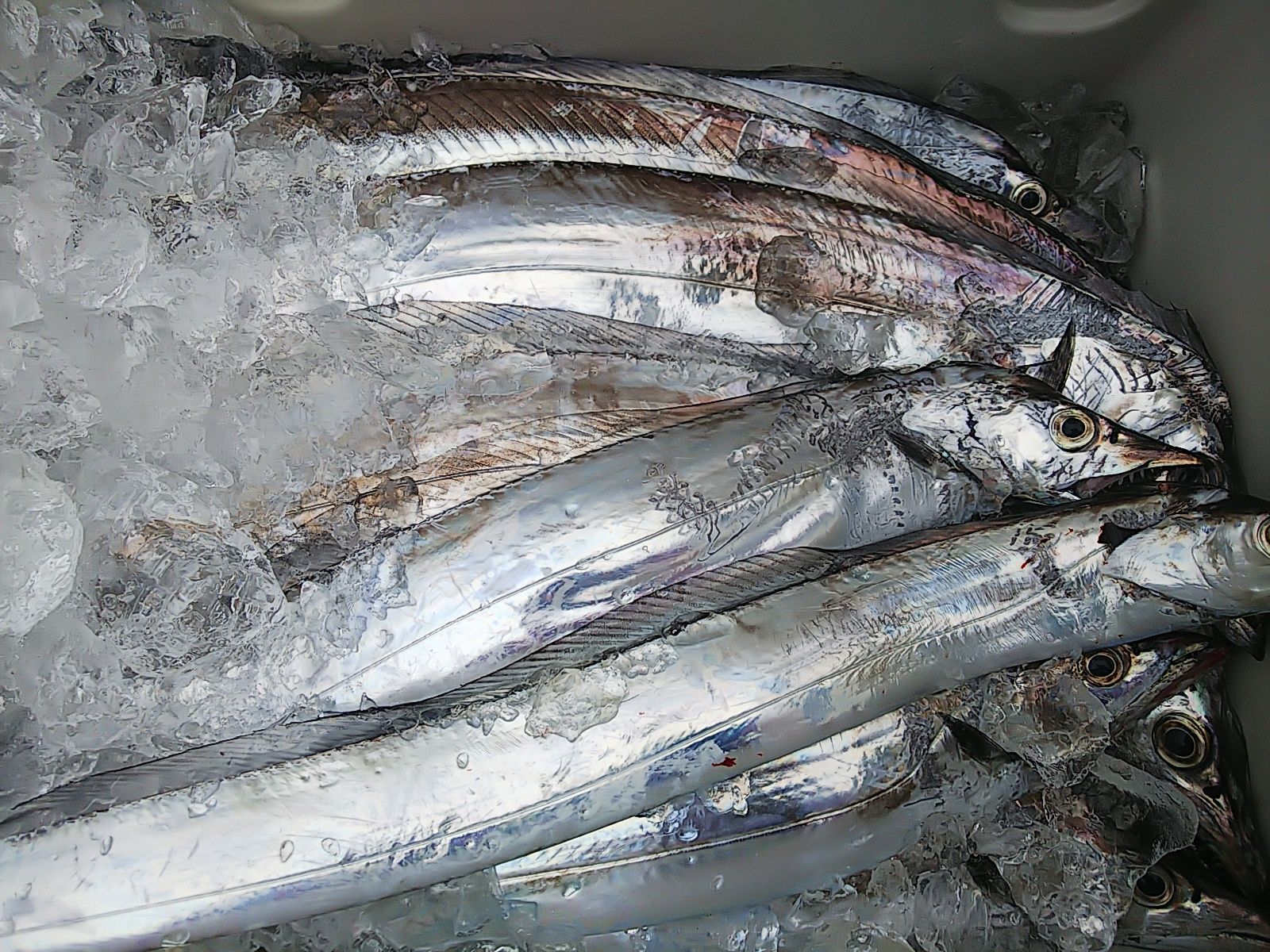 太刀魚 釣り大好き ポンジ の釣行記 楽天ブログ