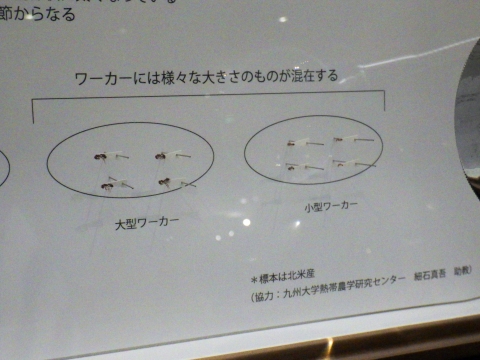 大阪市立自然史博物館2017年9月中旬7　ヒアリのワーカー（働きアリ）