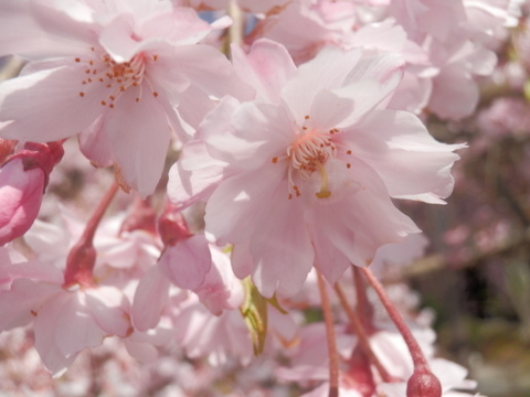 枝垂れ桜・マクロ