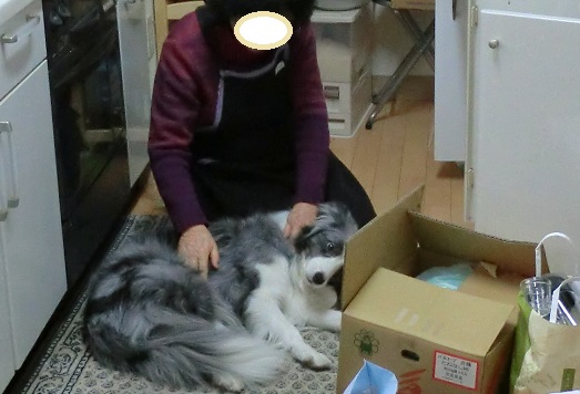アリスを投入