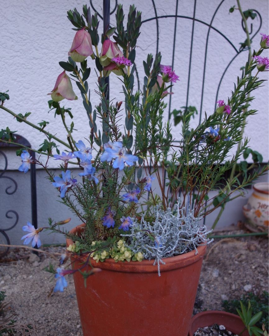 ピメレアの寄せ植えと春の庭 Papuchi Home 楽天ブログ