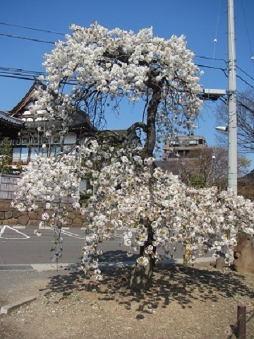 お寺の桜.jpg
