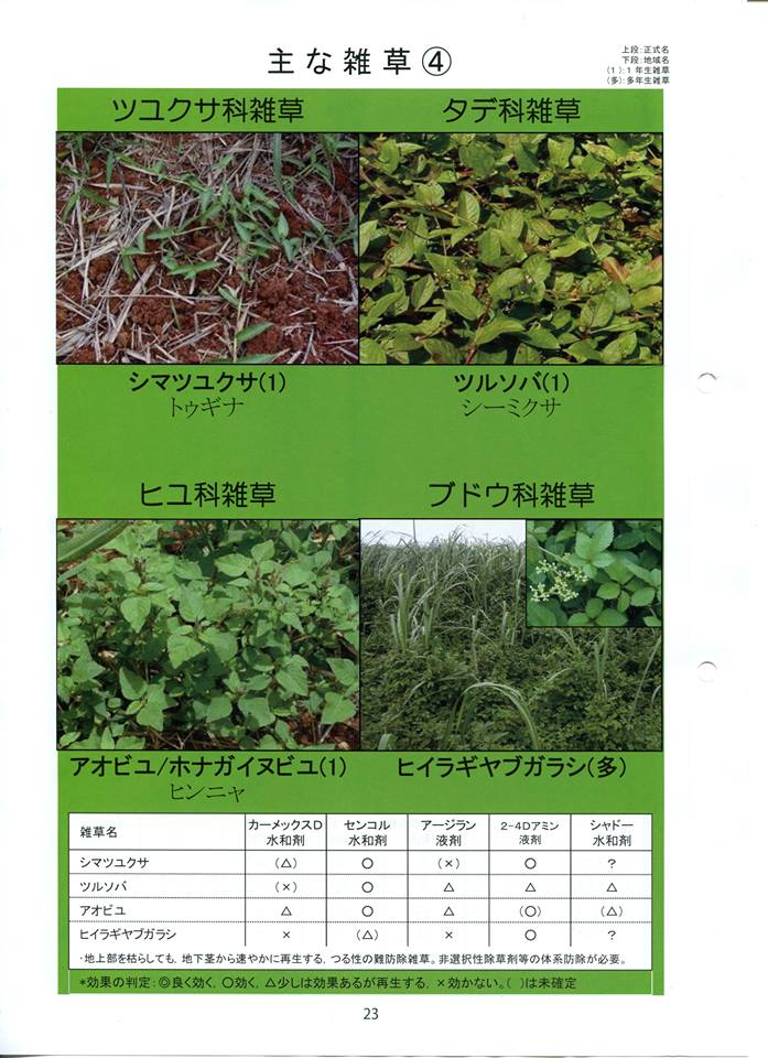 雑草4.jpg