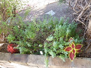 P1240856ss.jpg