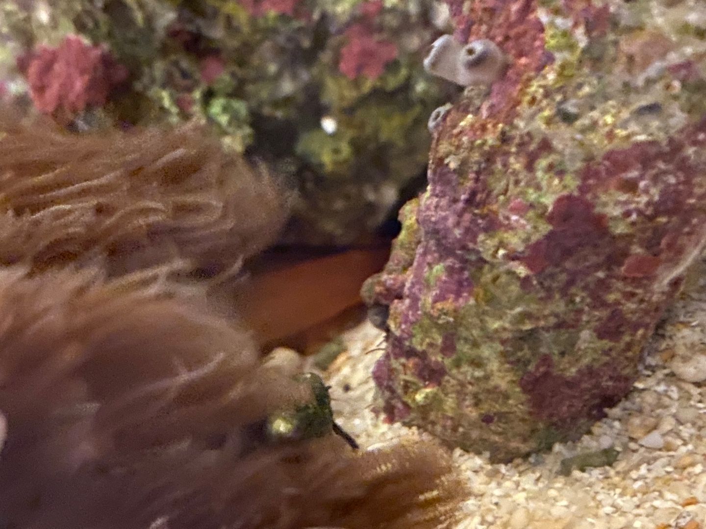 3ページ目の はじめての海水魚水槽 ありえないありえる水槽を作りたい ヲカマの日記 楽天ブログ 3ページ目の はじめての海水魚水槽 ありえないありえる水槽を作りたい ヲカマの日記 楽天ブログ