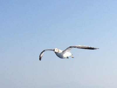 オーシャンアローかもめ