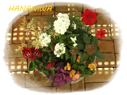 スキミアとハボタン寄せ植え上から.JPG