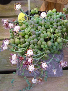 グリーンネックレスの花
