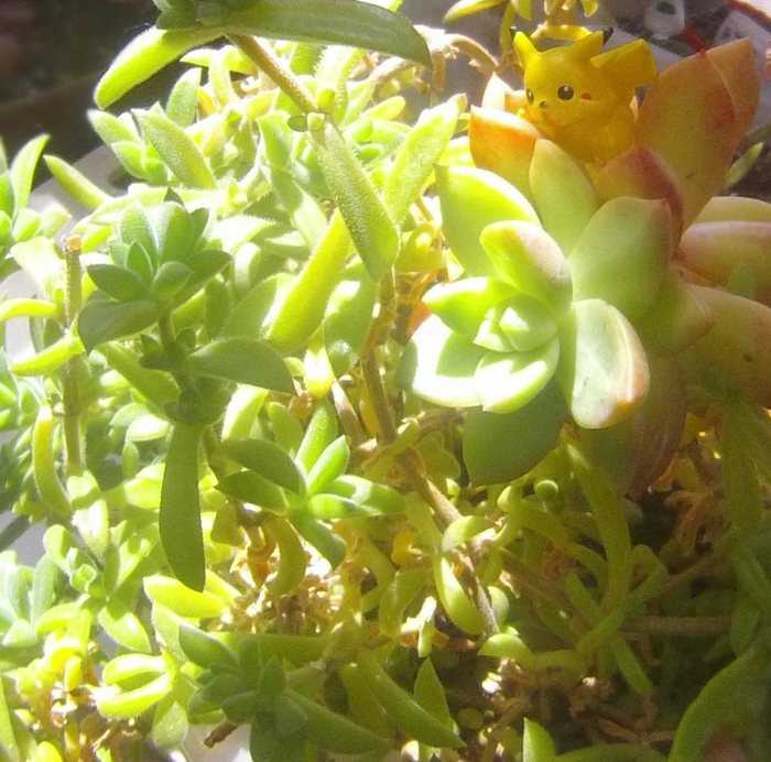 ５月の誕生花 の記事一覧 弥生おばさんのガーデニングノート 花と緑の365日 楽天ブログ