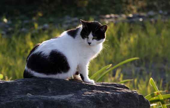 我が家のニャンコ♪2013/11/26-2