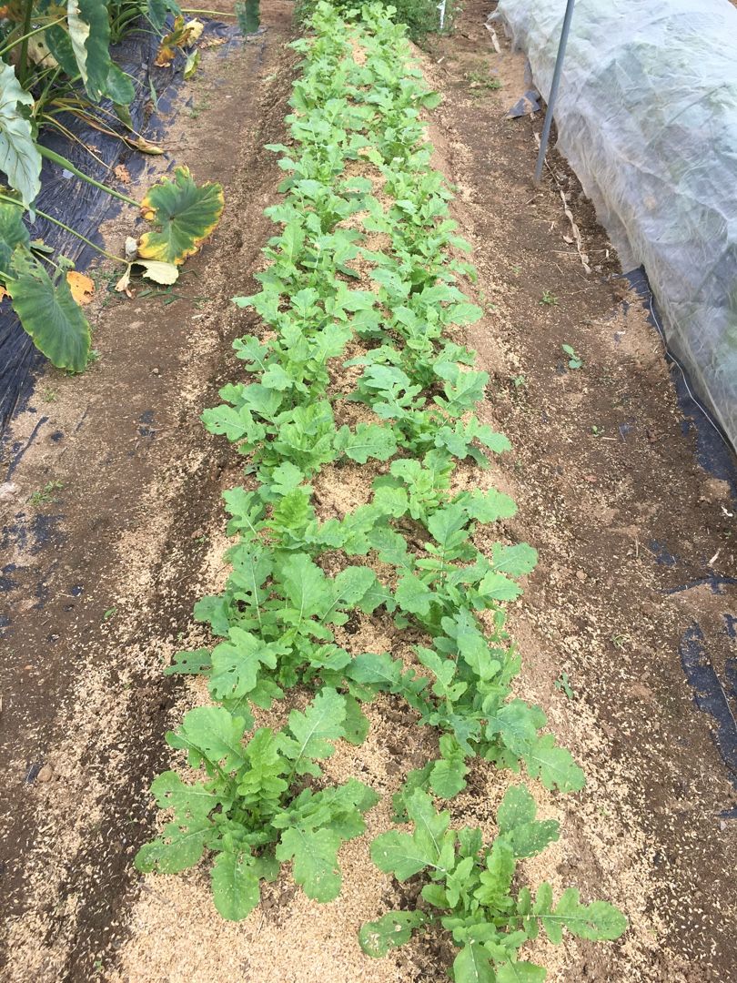 ダイコンの2回目 最後の間引き Futtutyの菜園ブログ 楽天ブログ