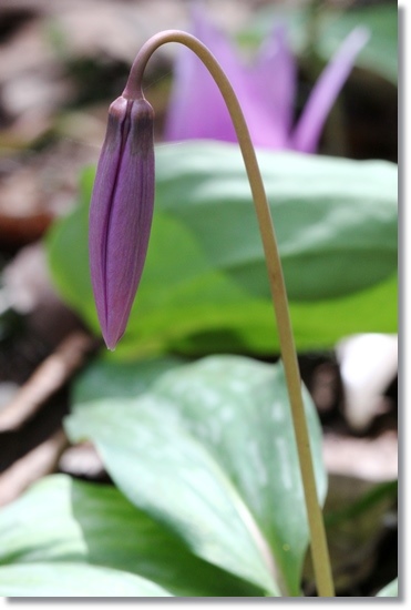 樹木公園・カタクリ-8 15.4.18