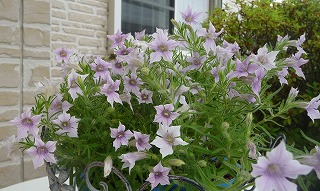 P1050064-ass.jpg