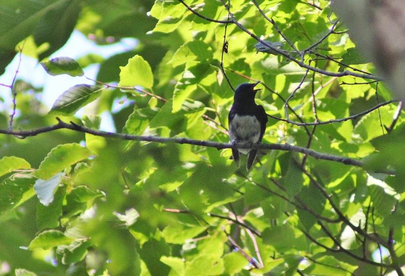 IMG_3135 (800x546).jpg