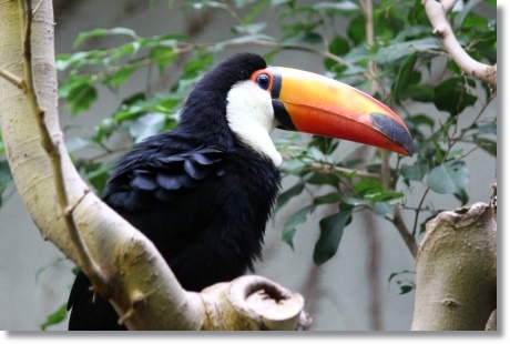 東京旅行-53 オニオオハシ-2 13.10.5