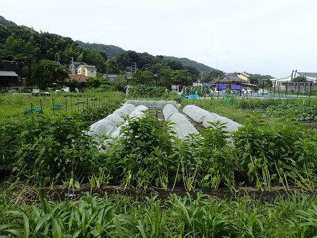 ピーマンネット誘引 葉山農園 7月中旬 暇人主婦の家庭菜園 楽天ブログ