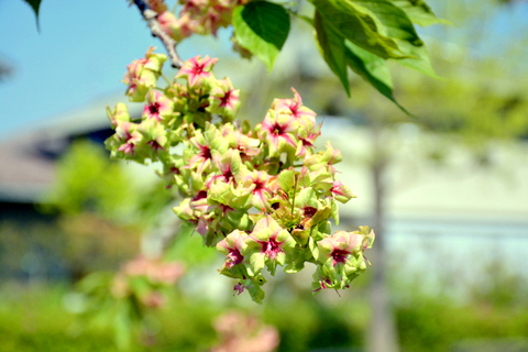 黄桜-1