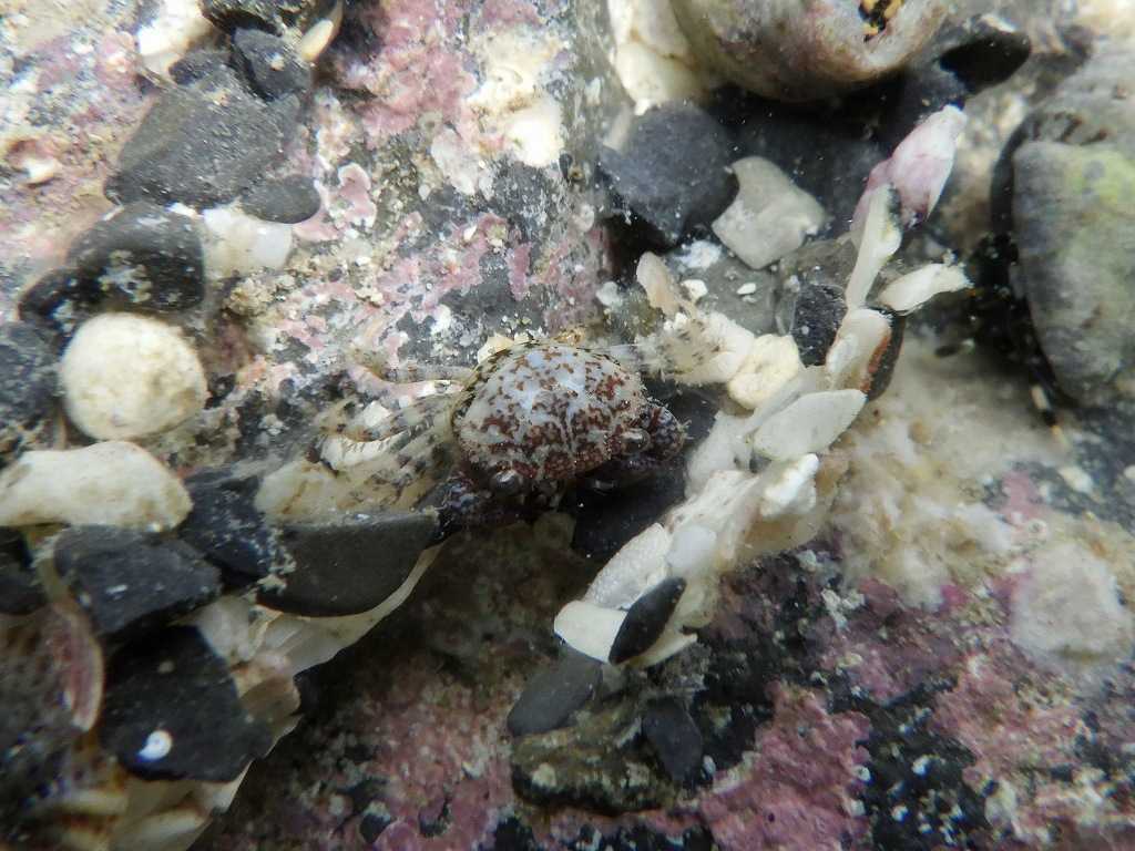 串本磯採集2023年7月上旬55　カニ