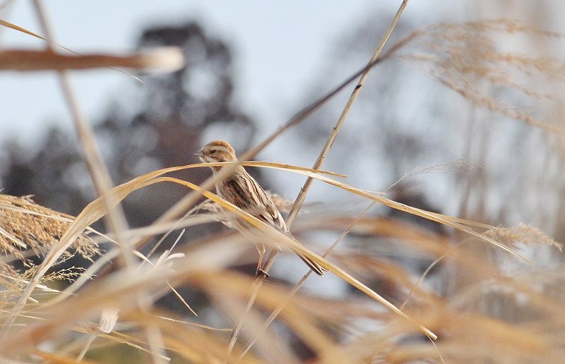 IMG_4615 (800x516).jpg