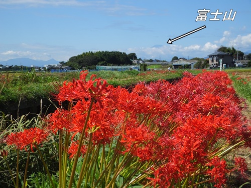 小出川の彼岸花