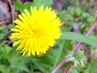 タンポポの花