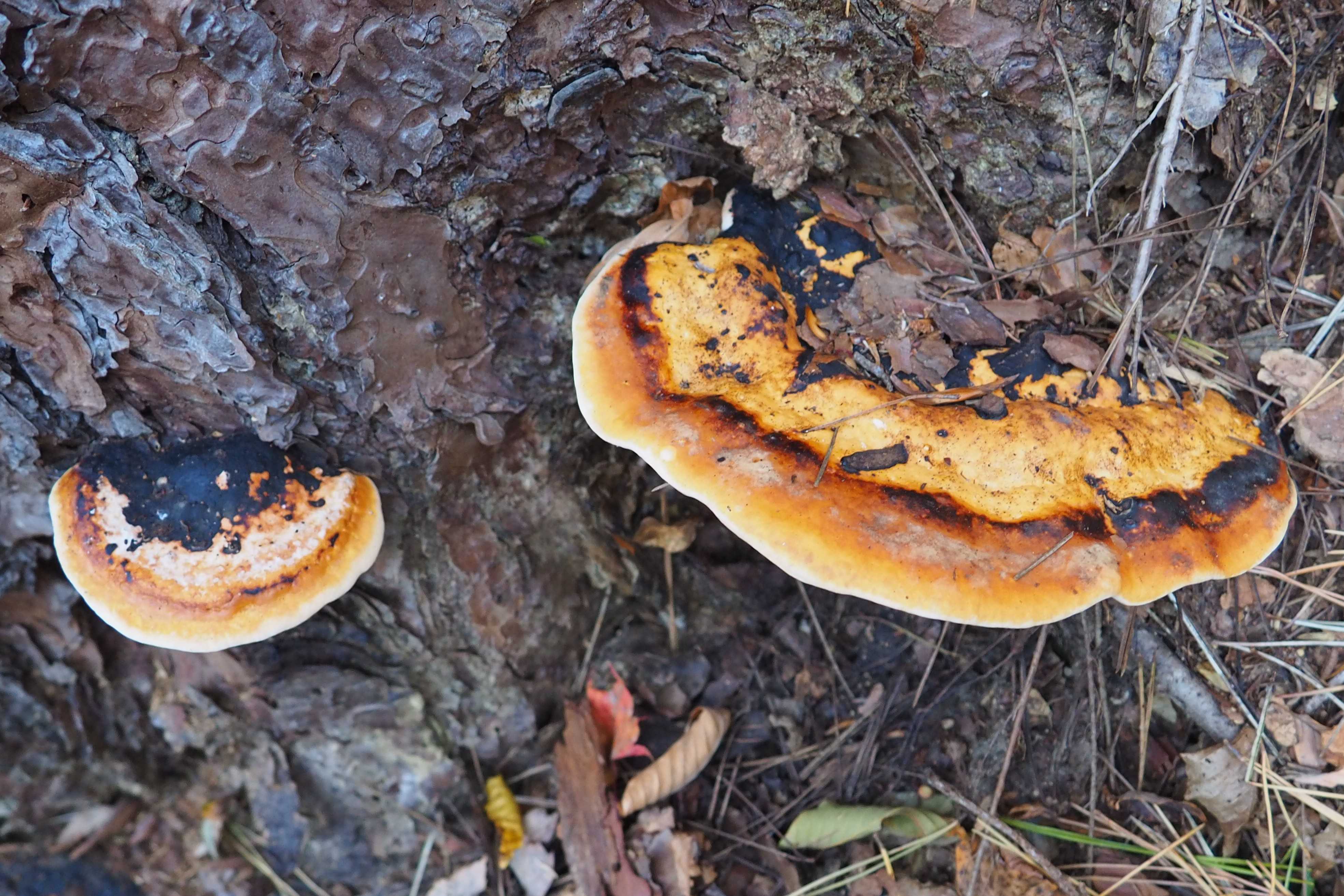 ツガサルノコシカケ 立枯れた松 | 里山の野草と花木 宮城県北