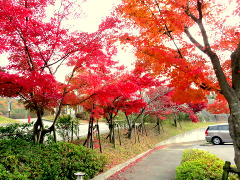 駐車場入り口の紅葉