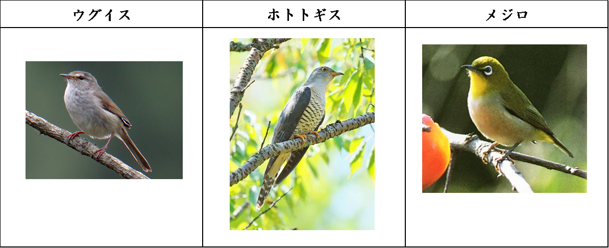 よく見かける鳥だけど どうちがうの 学び活かすのブログ 楽天ブログ