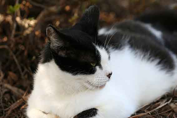 我が家のニャンコ♪2015/9/22-3