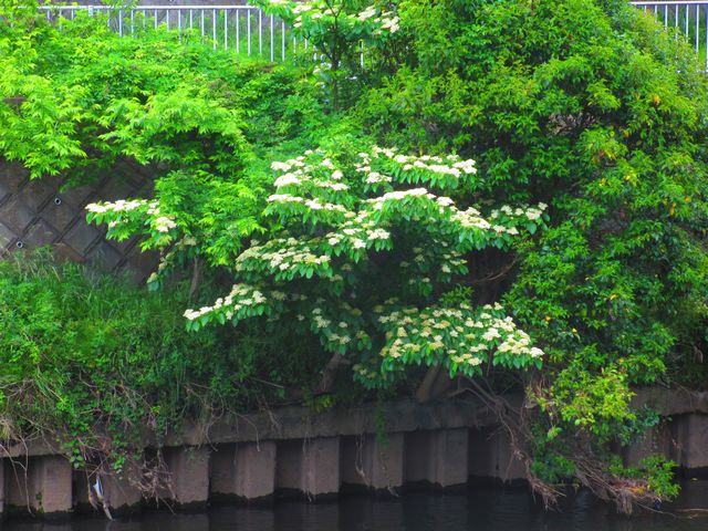 ミズキの花.jpg