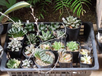 ハオルチア・オブツーサ錦(Haworthia obtusa variegated)～北極