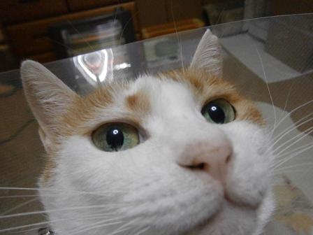 maru