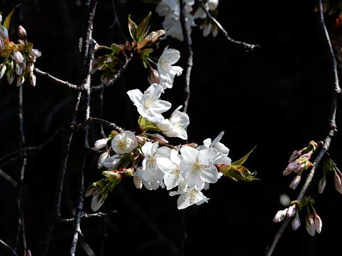 枝垂れ山桜1