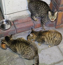 5DA_9207-14.jpg