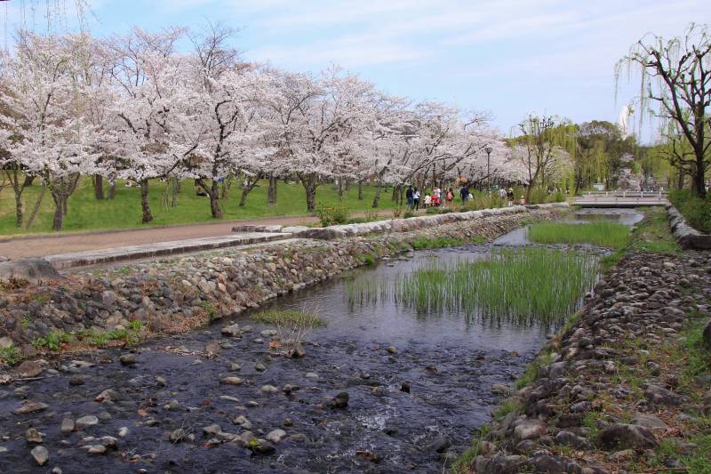 万博記念公園_005サクラの流れ.jpg