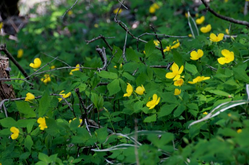 金剛山の花々_007ヤマブキソウ.jpg