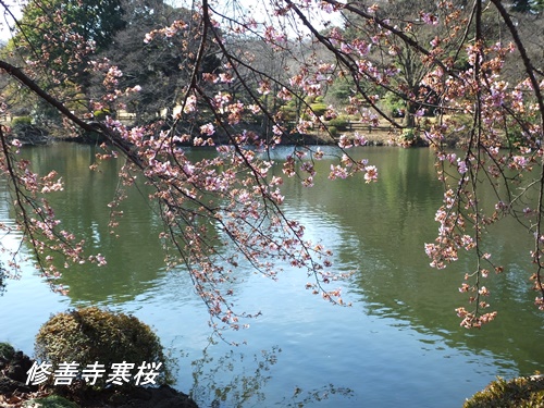 修善寺寒桜