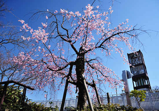 桜４