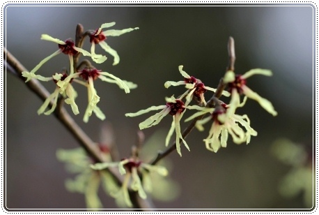 樹木公園-13 マルバマンサク 13.3.19