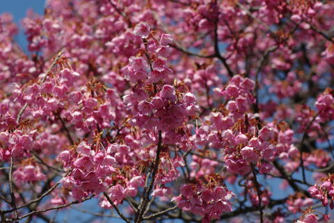 荏原神社の寒緋桜