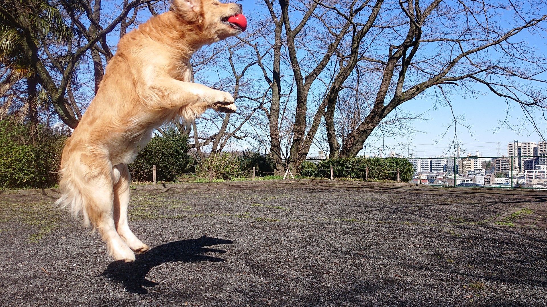 今朝のいろは坂桜公園 3匹のゴールデンレトリバーのブログ 楽天ブログ